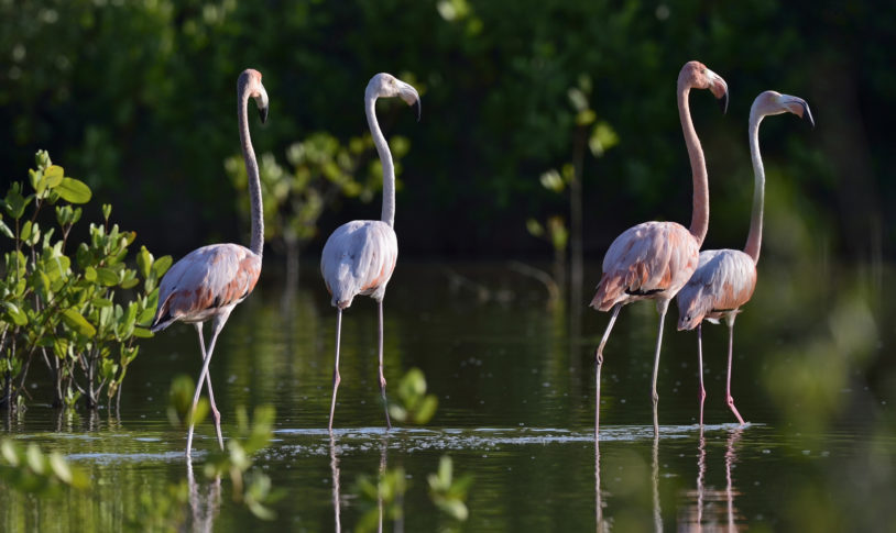 Caribbean flamingos on pond in Cuba.