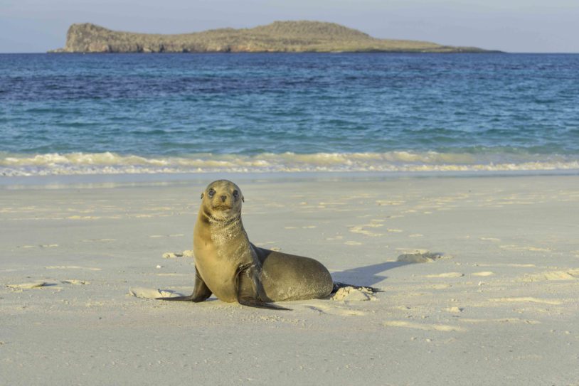 Juvenile Galapagos Sea Lion on Espanola Island