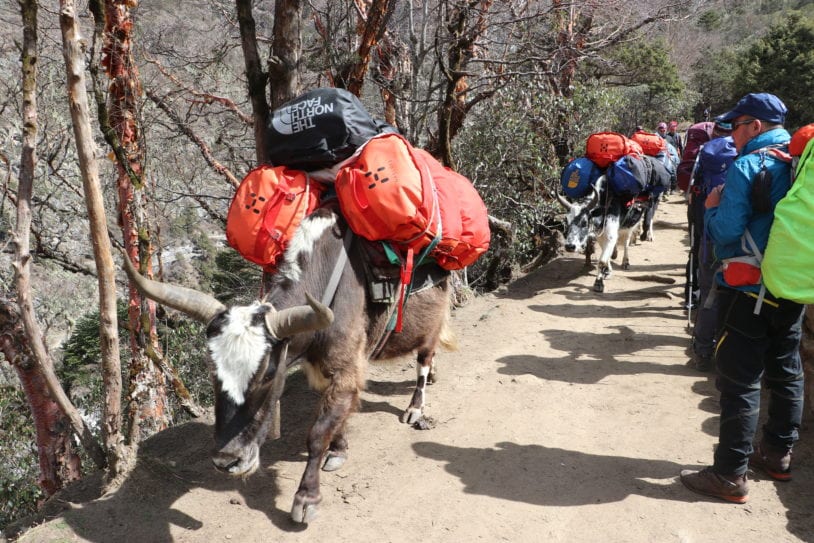 Yaks carrying female hikers gear up to Everest Base Camp, Nepal