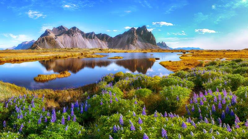 Gorgeous summer day in Iceland with lakes and wildflowers