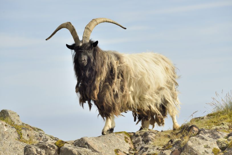 An Icelandic Goat stands near the coast on the north east side of Iceland