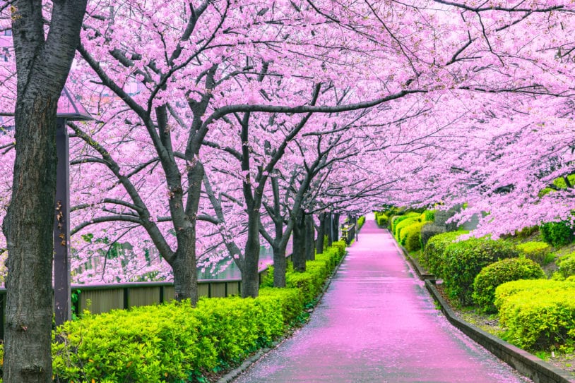 Cherry Blossoms in full bloom in Japan with AdventureWomen in April
