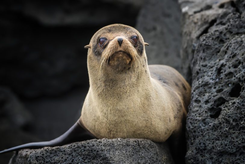 A juvenile Galápagos fur sea at Isabella Island in Western Galapagos. The Galápagos fur seal is endemic to the Galápagos Islands and they are an endangered species.