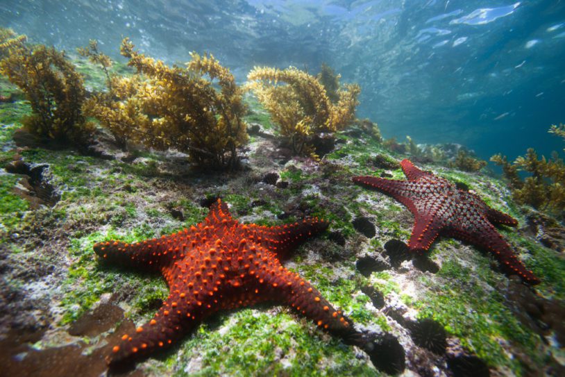 Two Panamic Cushion Starfish