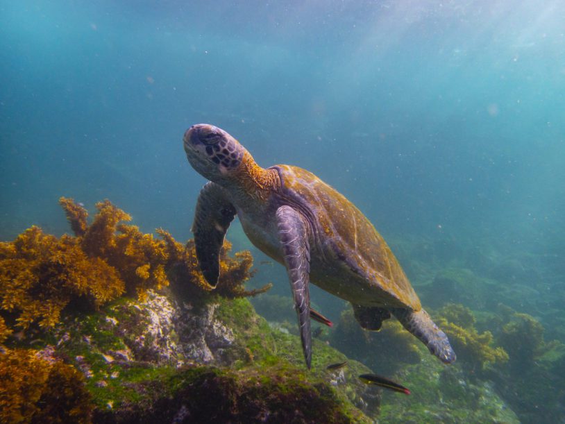 Marine turtle underwater in Galapagos Islands, Ecuador