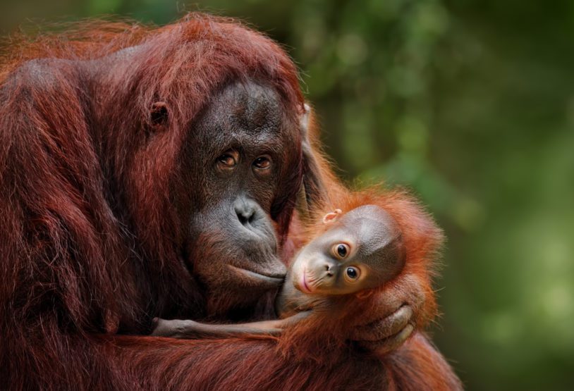 orangutan mother with child in nature
