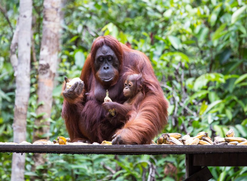 On a feeding platform in Tanjung Puting National park, Borneo Indonesia, Orangutan and her baby are eating bananas
