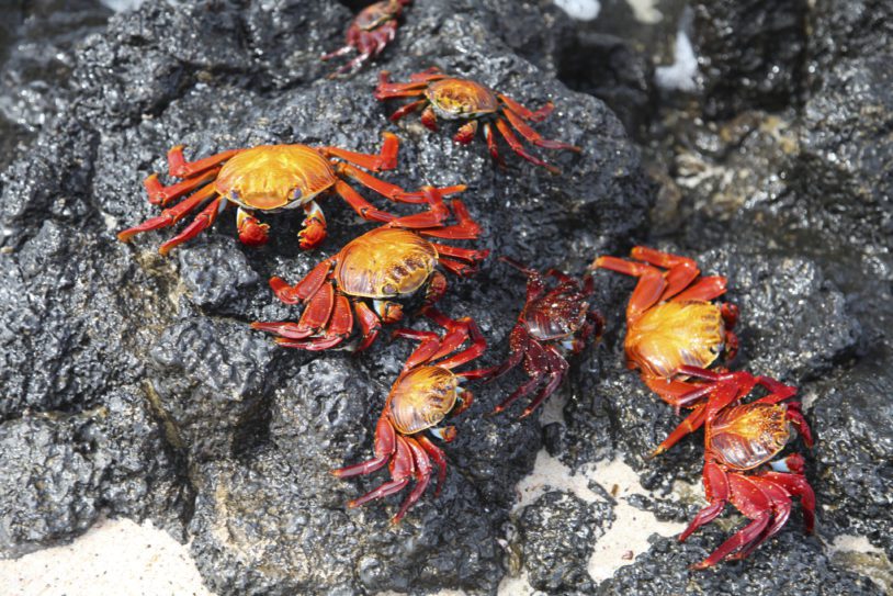 Close up of sally lightfoot crab on rocks at Las Bachas beach, Santa Cruz Island, Galapagos Island, Ecuador.