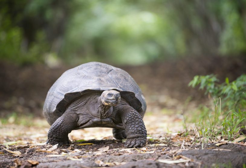 Unique photo of a huge fully grown Galapagos Giant Tortoise in wildlife. Highlands, Santa Cruz, Galapagos Islands,