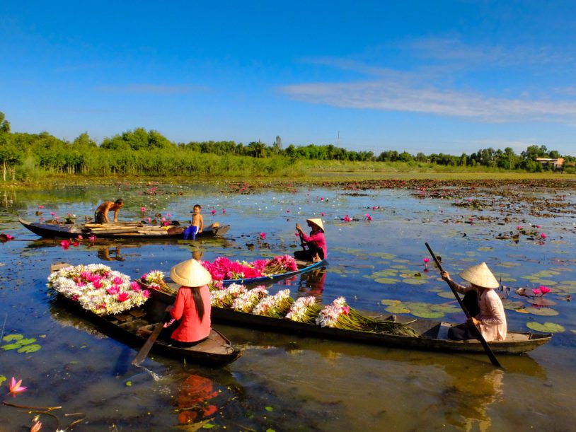 Women boMoc Hoa District, Long An Province, Vietnam in the flooding season there are a lot of water lilies rise on the lakes , people boating on lakes harvest water lilies, the people of this region used water lilies do as a vegetable dishating on lake to harvest water lilies
