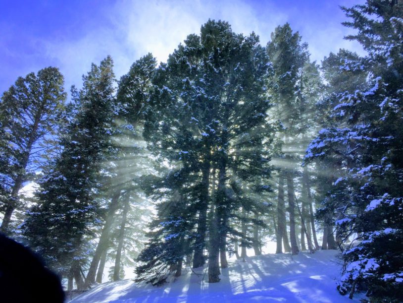 Sunlight streaming through evergreen trees on ski slope