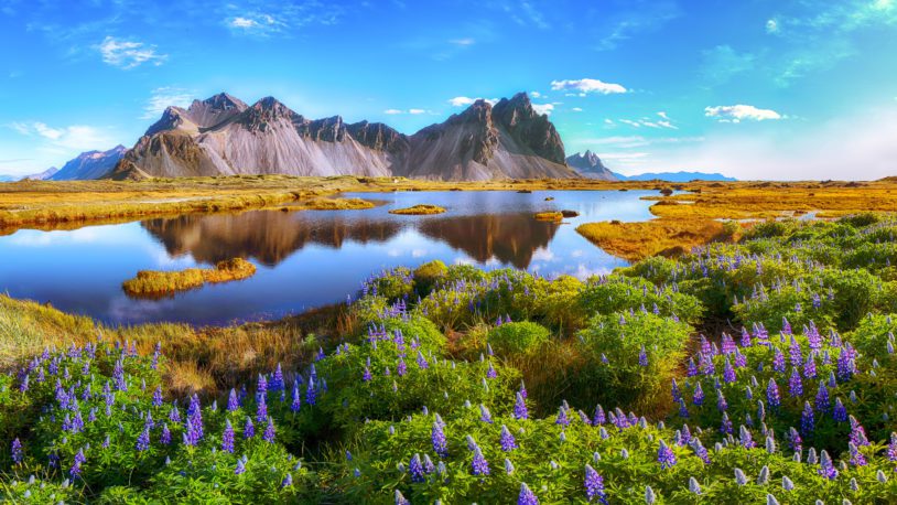 Beautiful sunny day and lupine flowers on Stokksnes cape in Iceland. Location: Stokksnes cape, Vestrahorn (Batman Mount)