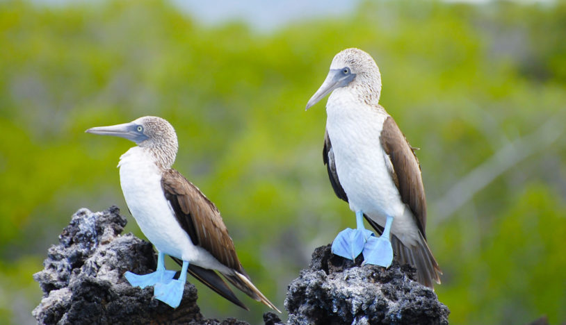 Blue Footed Boobies