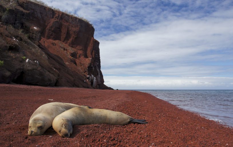 Sea Lions relaxing on a lava beach on Rabida Island in the Galapagos