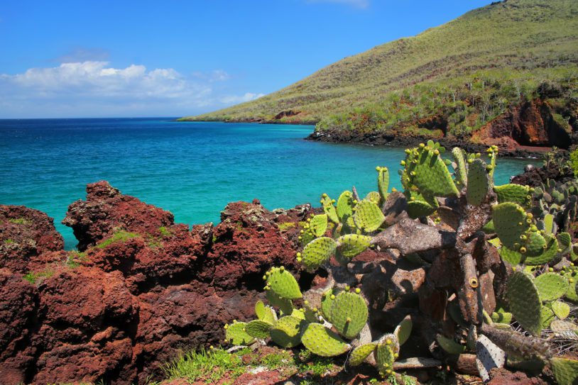 Galapagos prickly pear on Rabida Island in Galapagos National Park, Ecuador. It is endemic to the Galapagos Islands.