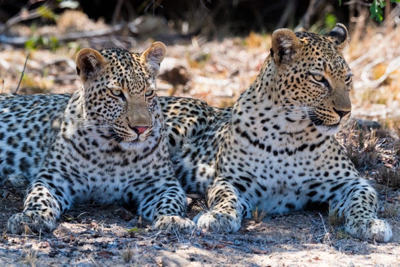 Leopards lying down on safari in South Africa women's adventure travel