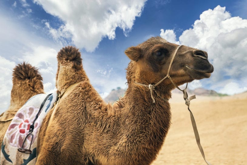 Camel riding in Egypt women travel adventure