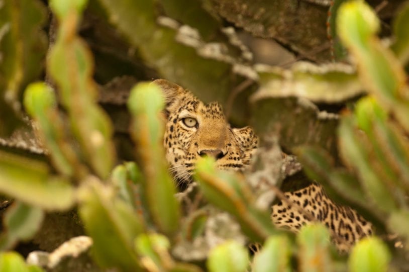 Leopard in Cactus women travel groups