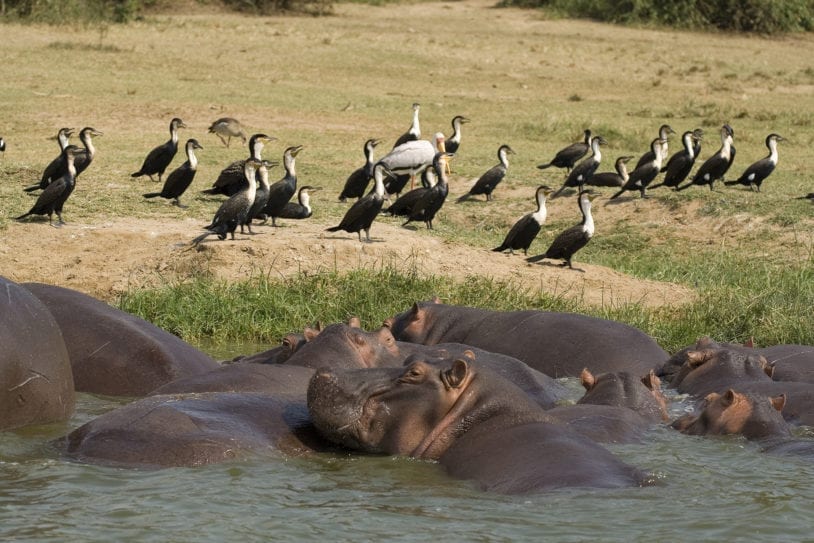 Hippos in Ugandan riverbank women's adventure travel