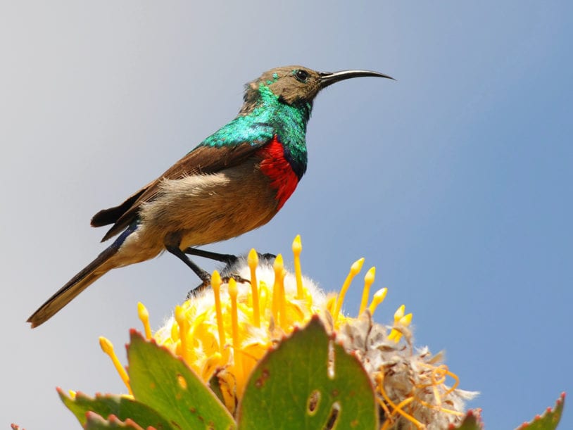 sunbird on flower in Botanical Gardens South Africa women trips