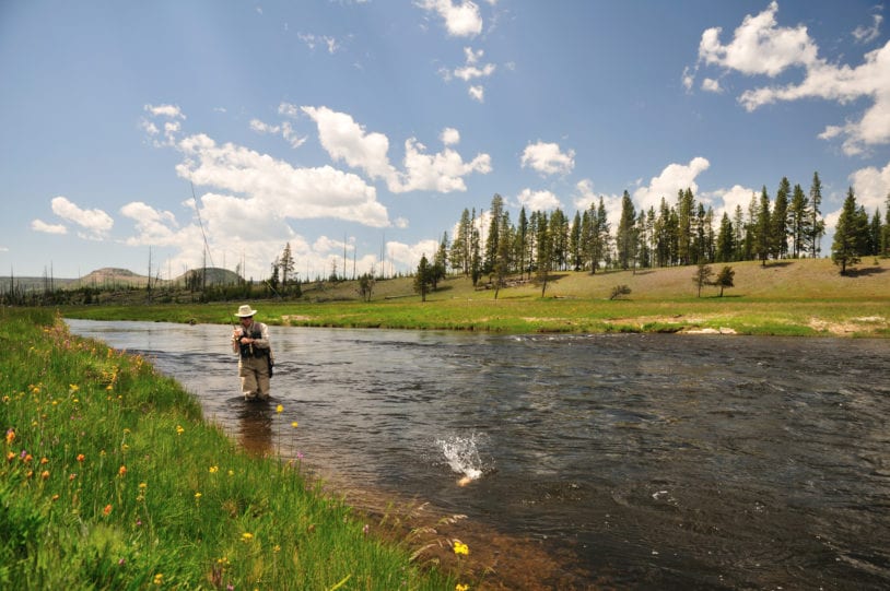 Woman fly fishing Yellowstone in summer on women's active trip