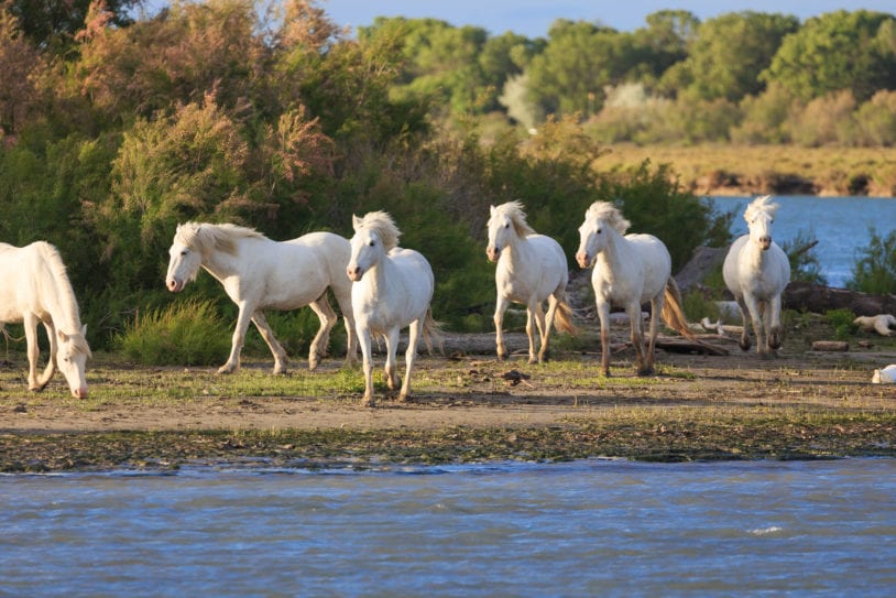 white horses in the camargue, private barge southern France women only