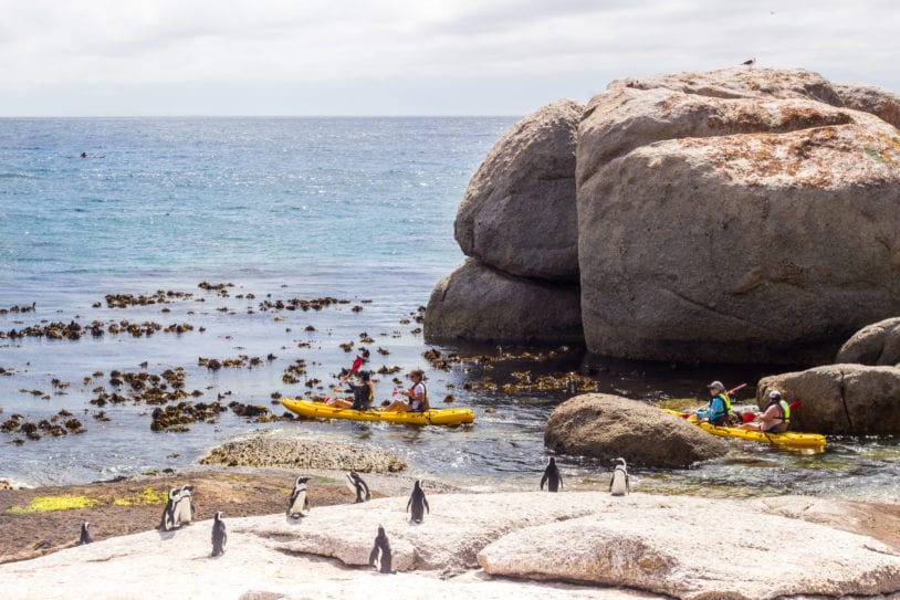 A group of women kayaking among penguins near Boulders Beach, Simon's Town, South Africa women trips