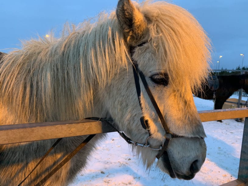Adorable and prized Icelandic horse winter