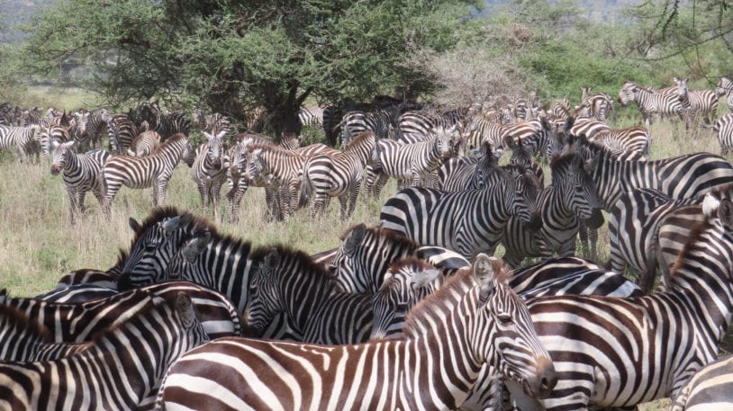 Experiencing the great migration on women's trip to Tanzania
