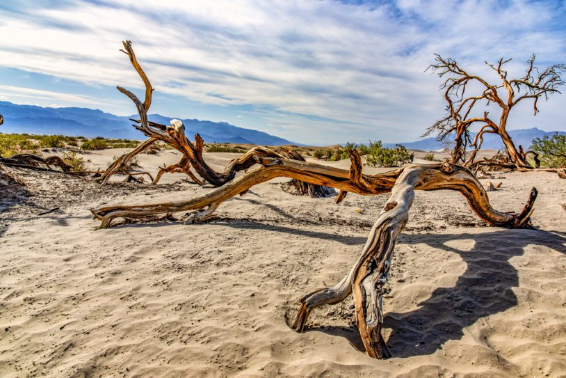 A dead tree limb in the sand of the dunes of Death Valley National Park.