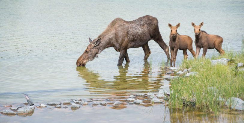 Moose and calf drinking from a river