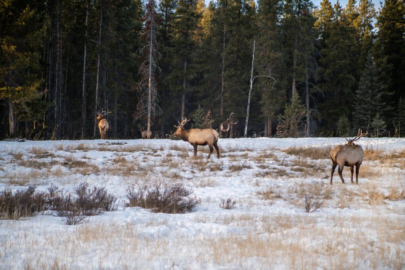 Herd of Elks in Canada, winter