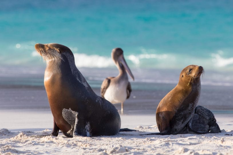The Galapagos Islands: Fun Facts