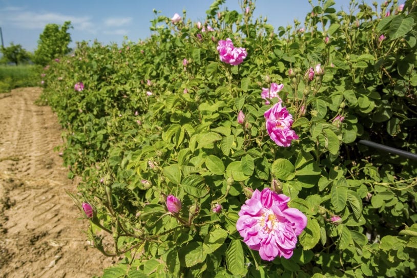 Cultural experiences on women's trip to Turkey include visiting a rose farm in Isparta, Turkey