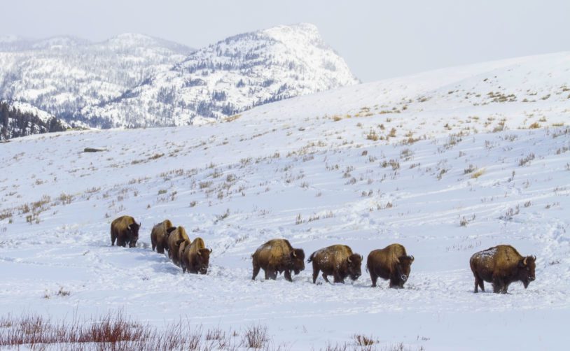 A herd of bison on low snow covered hills