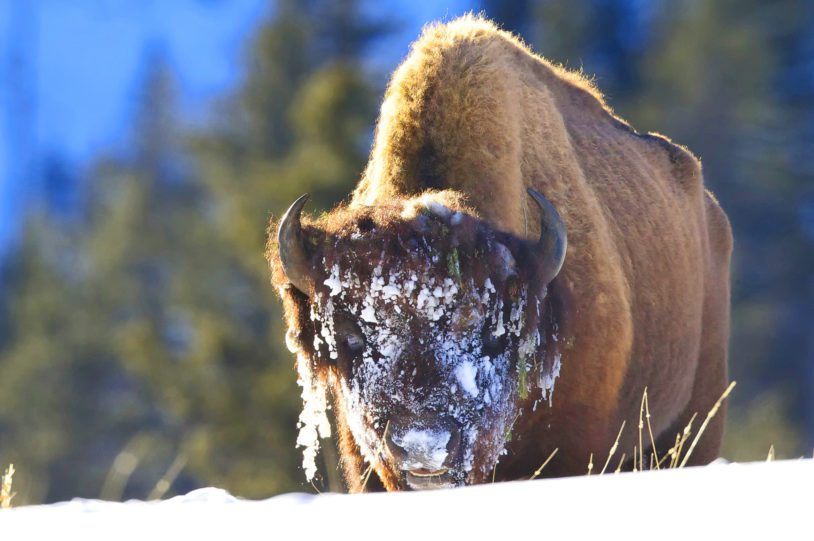 A single bison with snow and ice on his face
