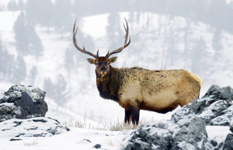 On a cold winter morning, a bull elk poses for his portrait in Yellowstone.