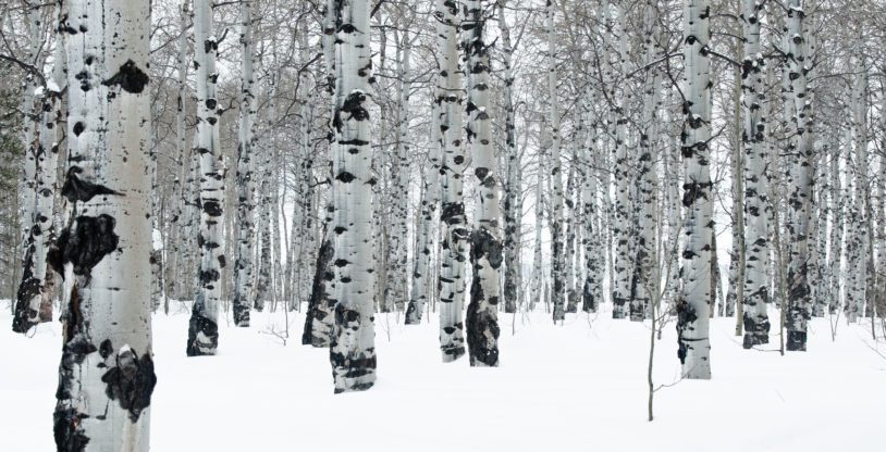 Graphic view of aspen trees in winter, snow covering the ground