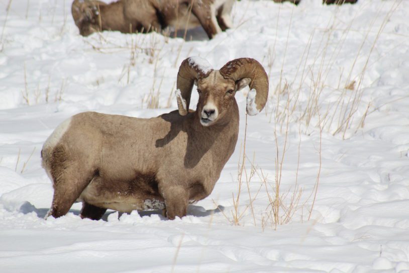 Bighorn sheep leg deep in snow