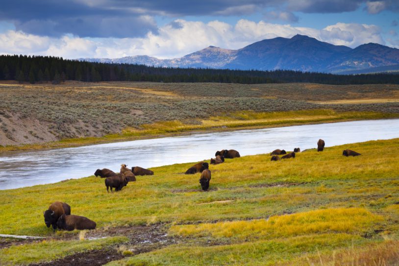 Wild Bison Roam Free Beneath Mountains of Yellowstone National Park
