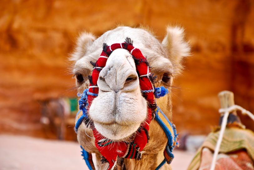 Camel face close-up in Jordan