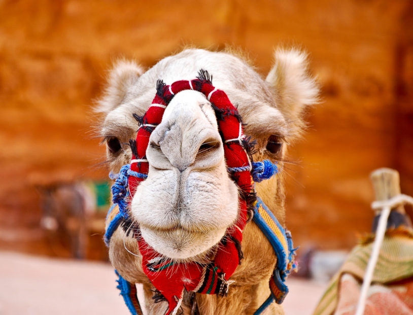 Camel face close-up in Jordan