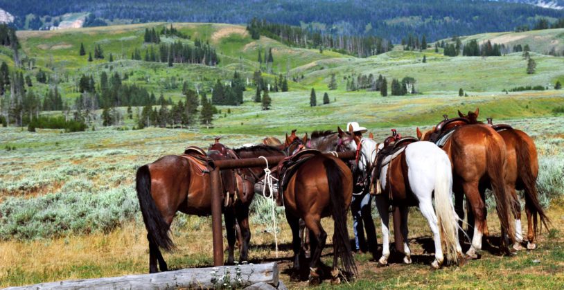 Horses are tethered in Yellowstone National Park, waiting on participants in a trail ride through the national park.
