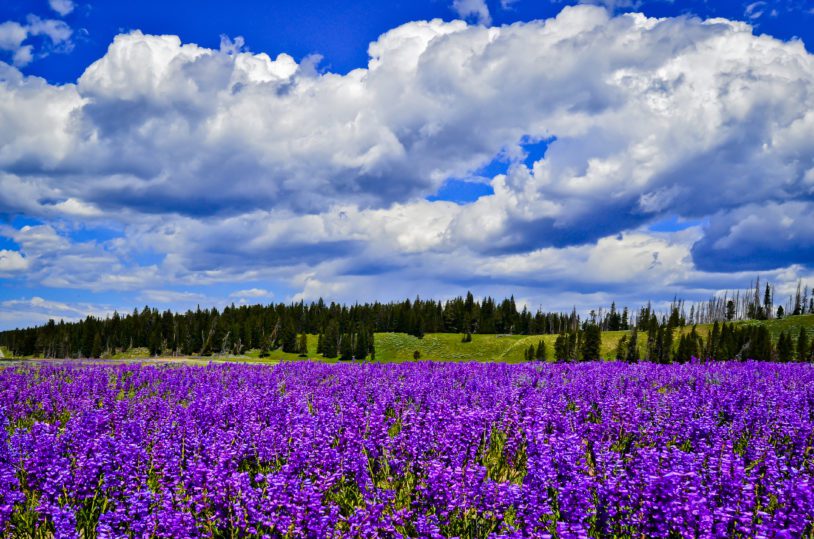 Vibrant purple swath of wildflowers in Yellowstone National Park