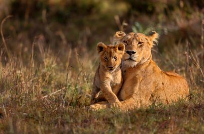 Lion mother with cub in Tanzania