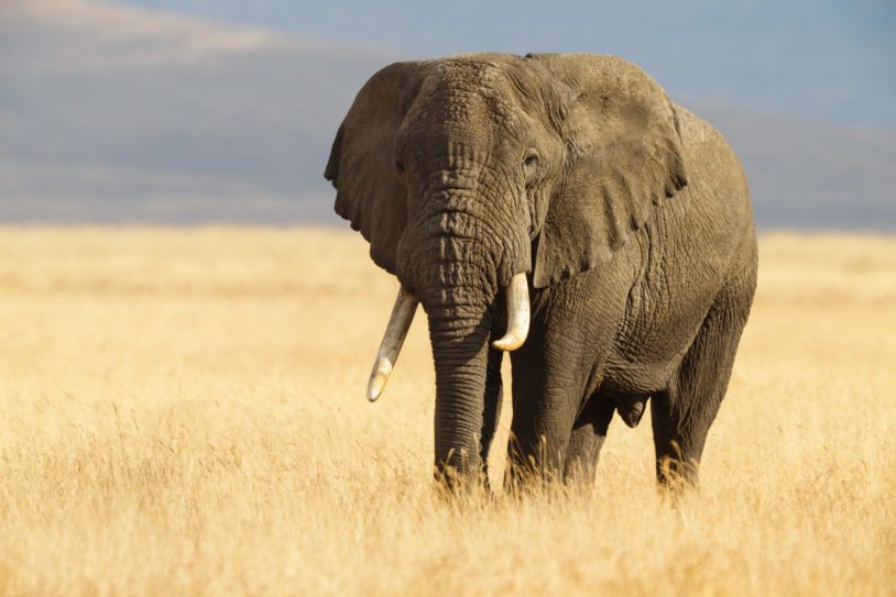 African Elephant and the Ngorongoro Savanna in Tanzania
