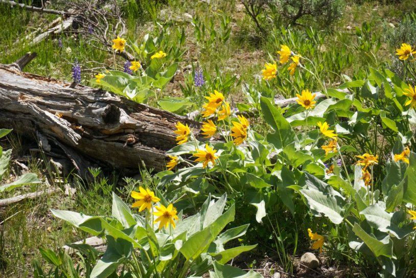Arrowleaf Balsamroot (Balsamorhiza sagittata) wild flowers, Yellowstone National Park