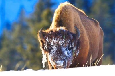 Yellowstone: A Dramatic Winter Wonderland