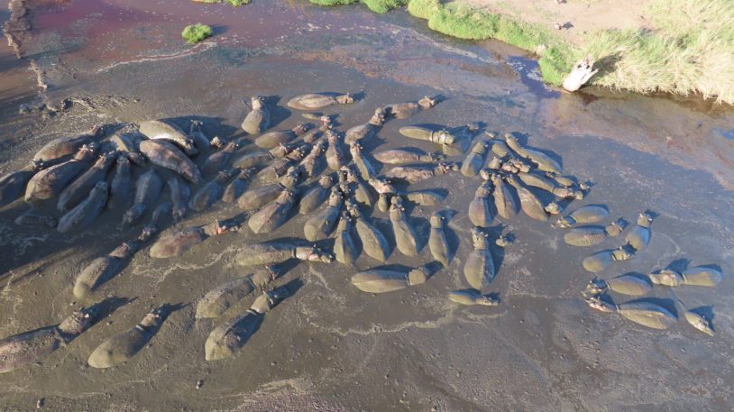 A group of hippos wallowing in mud taking from an Arial shot