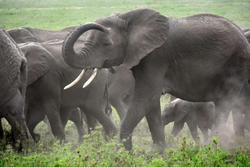 Elephants running across grasslands in Tanzania